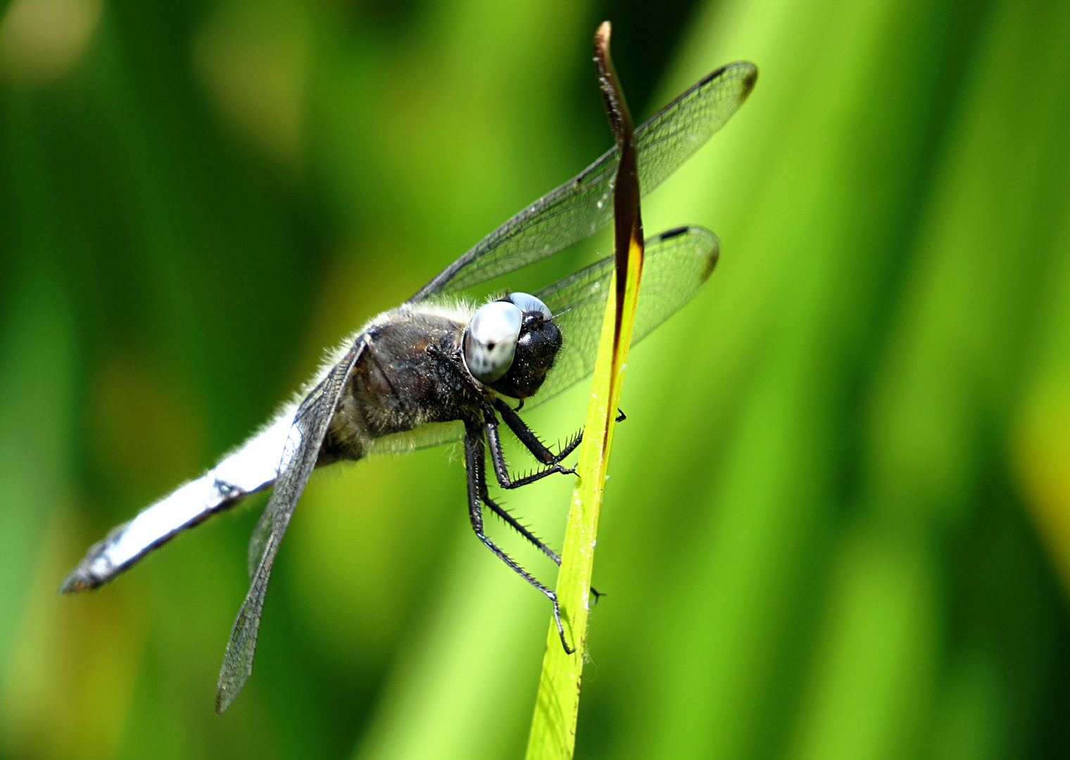 --- Spitzenfleck (Libellula fulva) ---