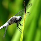 --- Spitzenfleck (Libellula fulva) ---