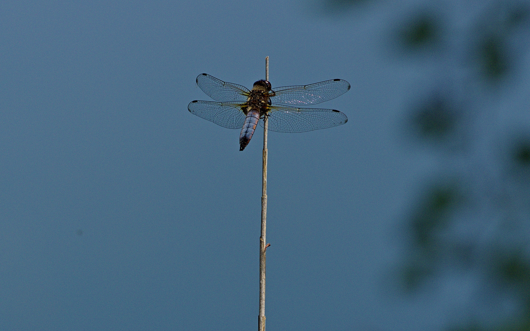  Spitzenfleck – Libellula fulva