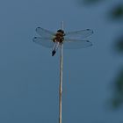  Spitzenfleck – Libellula fulva