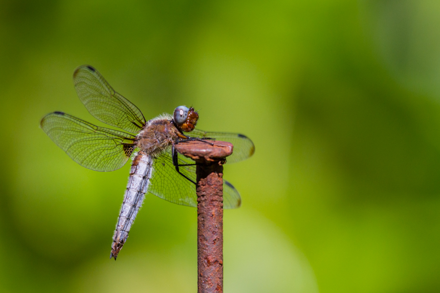 Spitzenfleck (Libellula fulva)