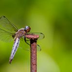 Spitzenfleck (Libellula fulva)