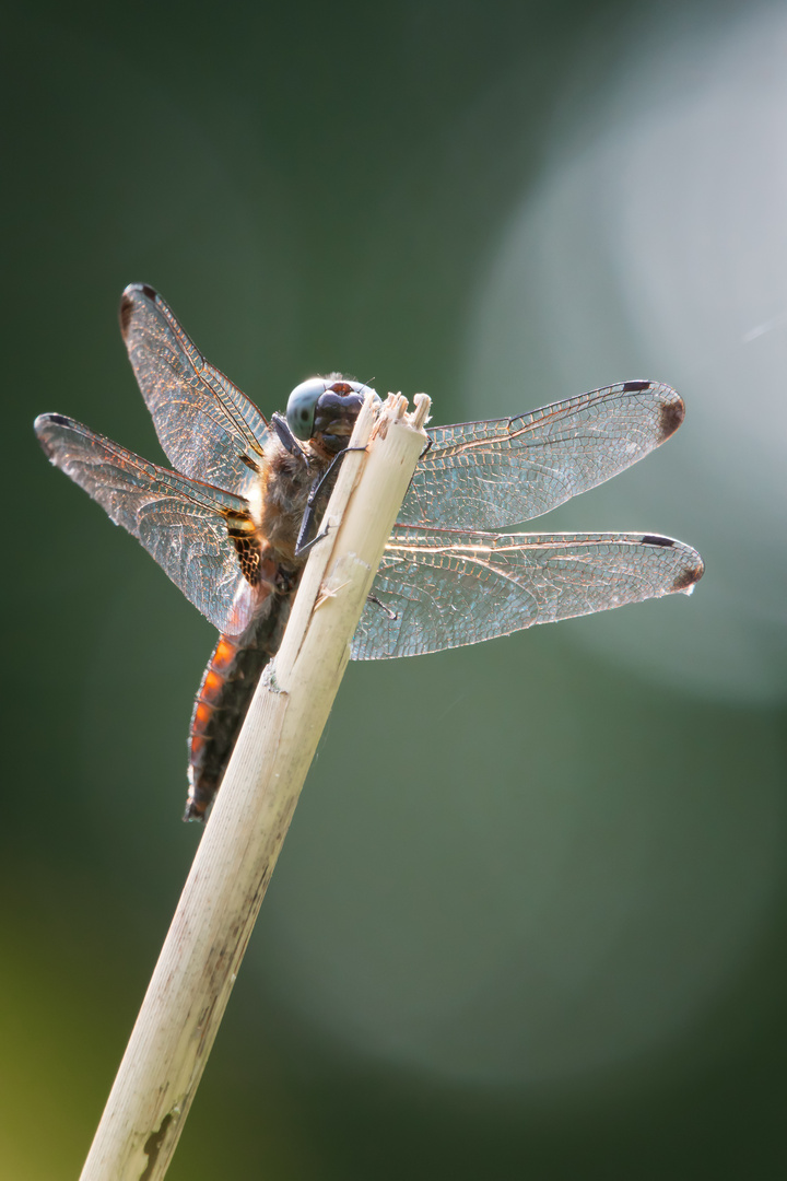 Spitzenfleck (Libellula fulva)