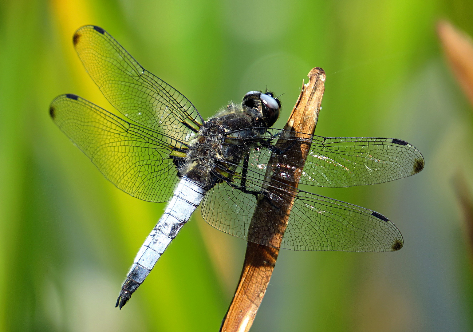 --- Spitzenfleck (Libellula fulva) ---