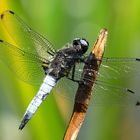 --- Spitzenfleck (Libellula fulva) ---