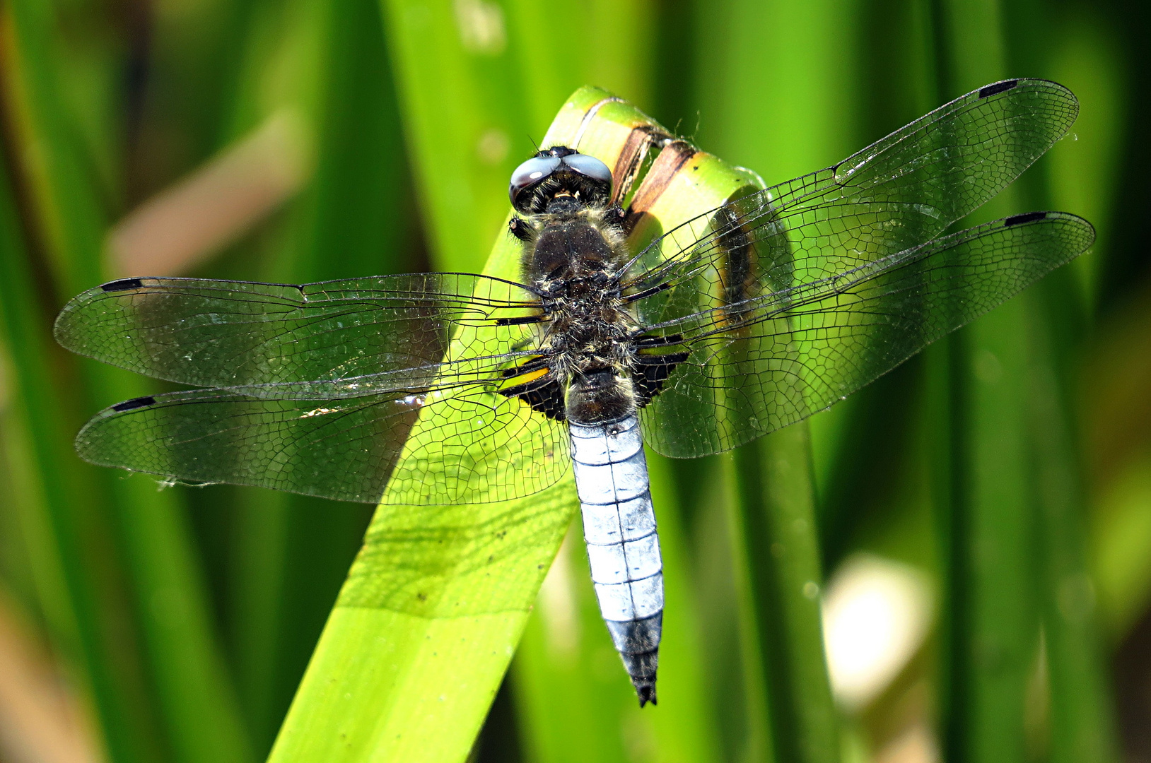 --- Spitzenfleck (Libellula fulva) ---