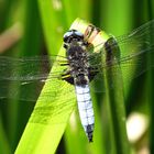 --- Spitzenfleck (Libellula fulva) ---