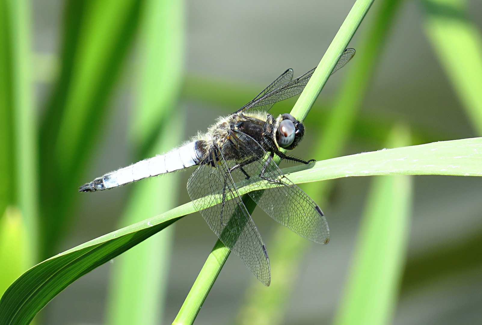 --- Spitzenfleck (Libellula fulva) ---