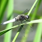 --- Spitzenfleck (Libellula fulva) ---