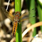 --- Spitzenfleck (Libellula fulva) ---