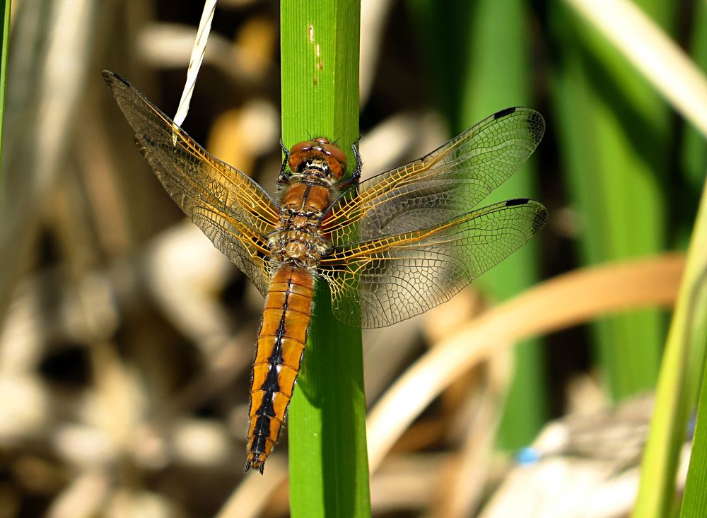 --- Spitzenfleck (Libellula fulva) ---