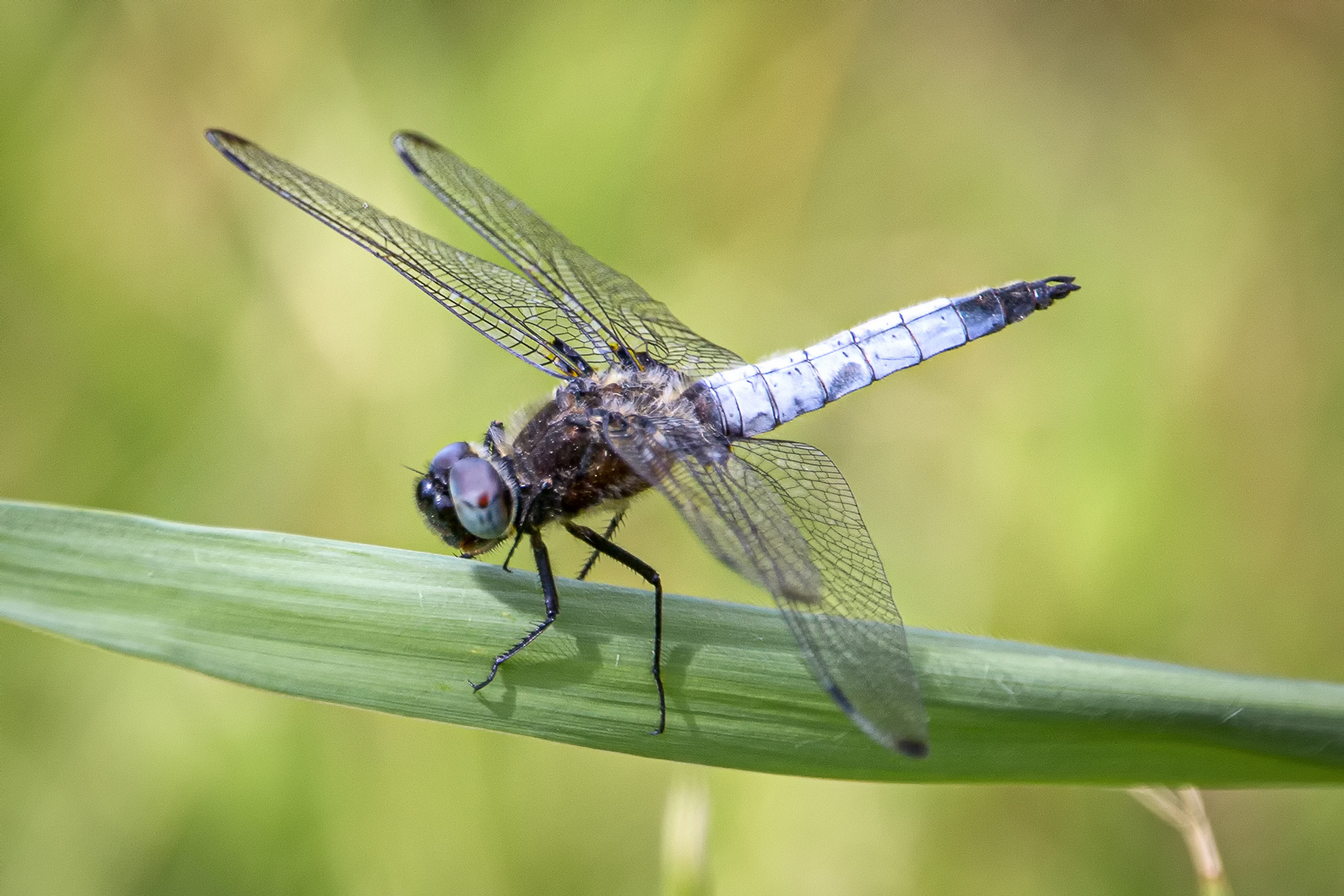 Spitzenfleck - libellula fulva