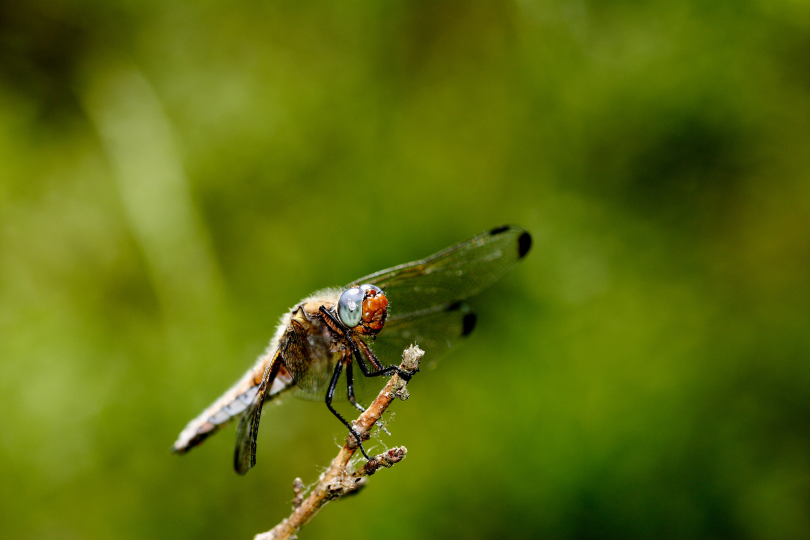 Spitzenfleck (Libellula fulva)