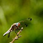 Spitzenfleck (Libellula fulva)