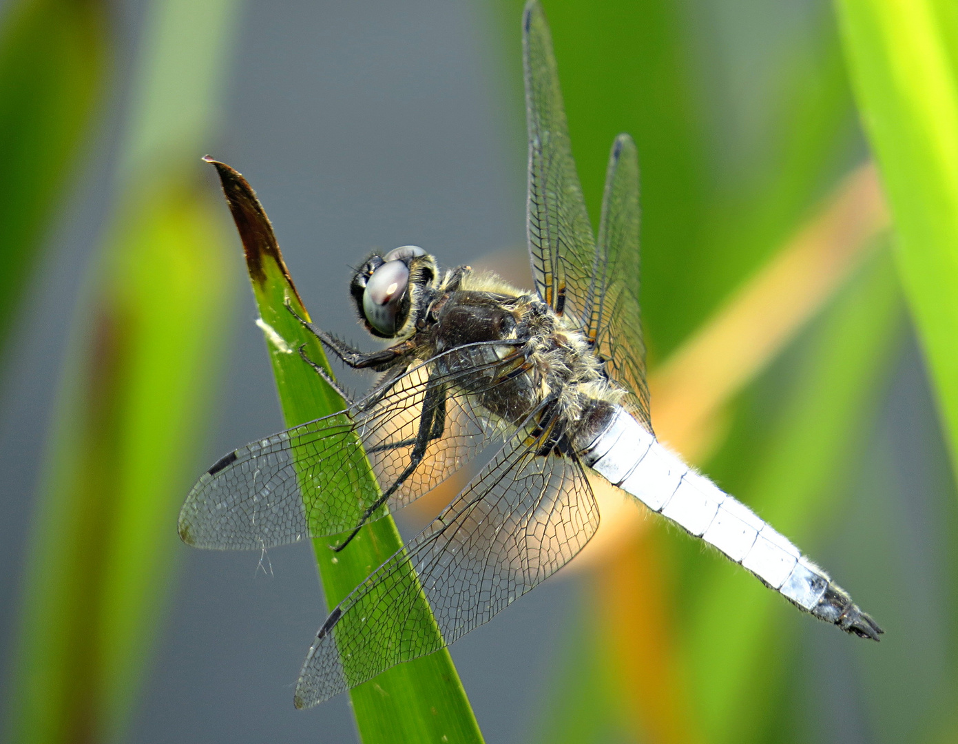 --- Spitzenfleck (Libellula fulva) ---