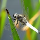 --- Spitzenfleck (Libellula fulva) ---