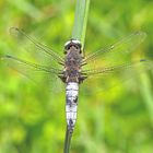 Spitzenfleck (Libellula fulva)