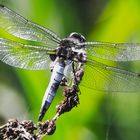 Spitzenfleck (Libellula fulva)