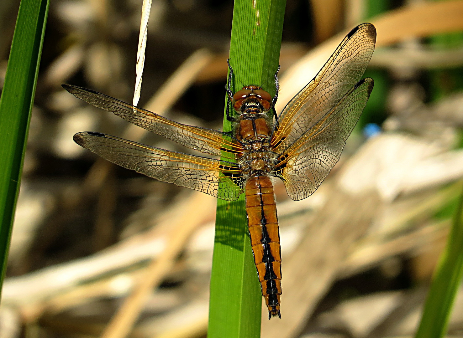 --- Spitzenfleck (Libellula fulva) ---