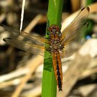 --- Spitzenfleck (Libellula fulva) ---