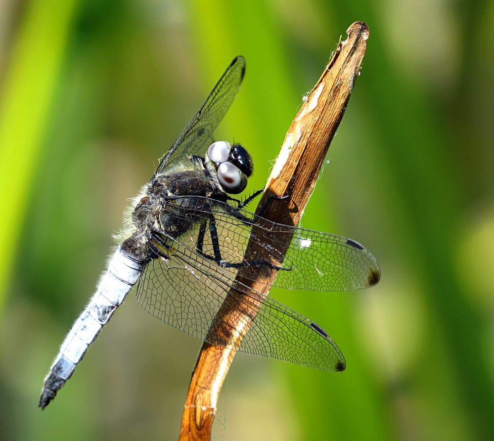 --- Spitzenfleck (Libellula fulva) ---