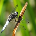 --- Spitzenfleck (Libellula fulva) ---