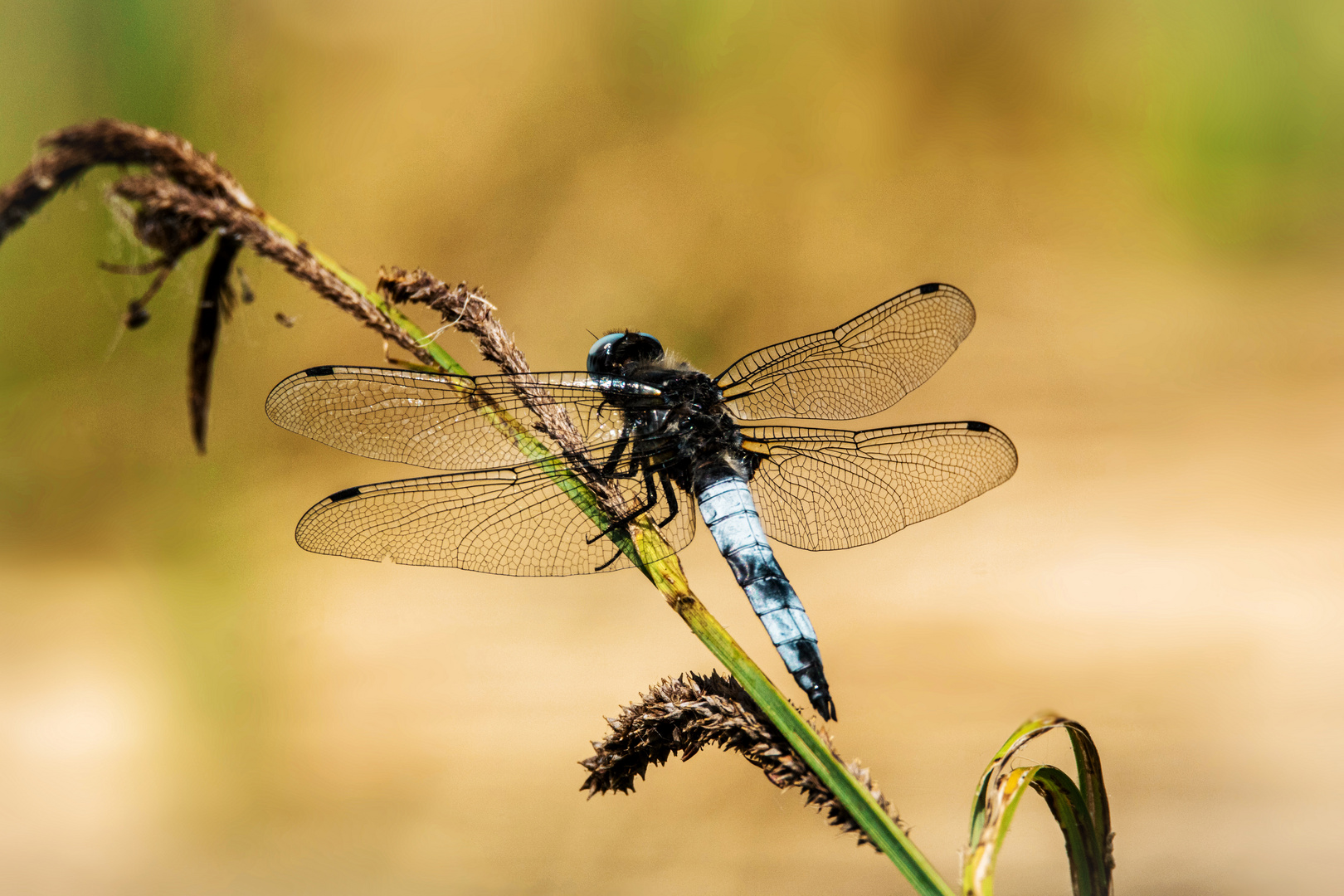 Spitzenfleck (Libellula fulva) 