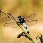 Spitzenfleck (Libellula fulva) 