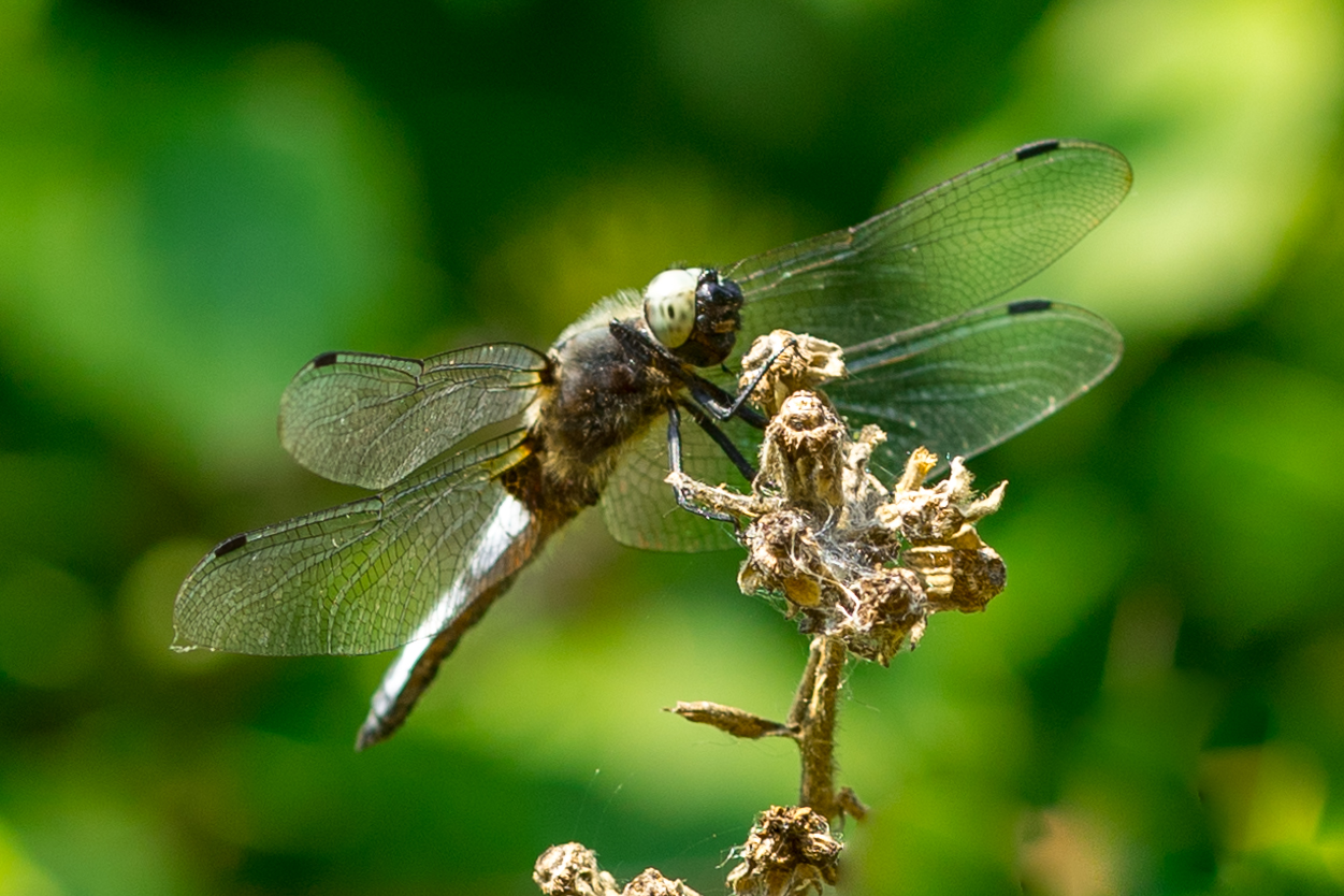 Spitzenfleck (Libellula fulva)