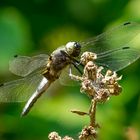 Spitzenfleck (Libellula fulva)