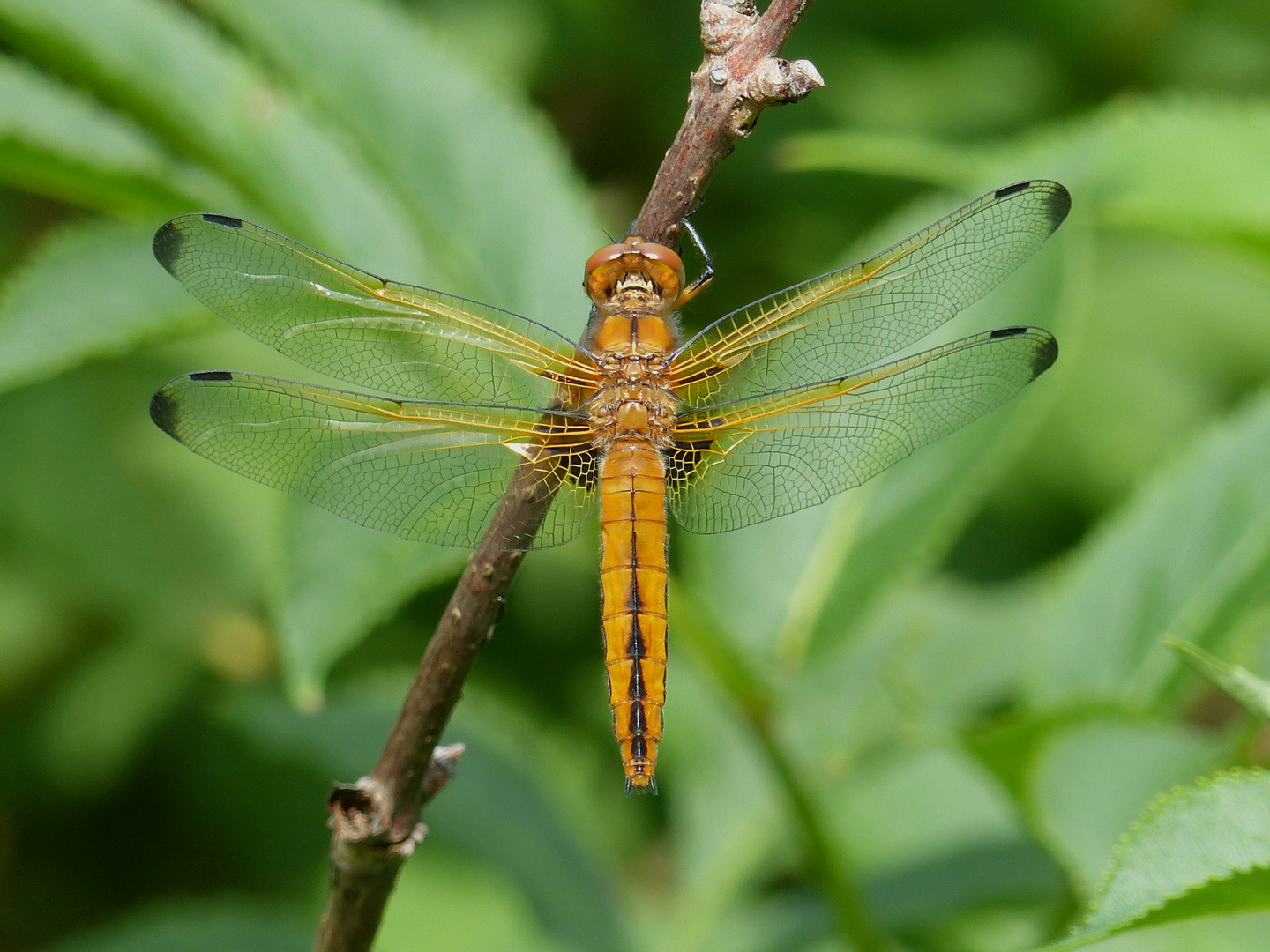 Spitzenfleck...   Libellula Fulva 