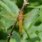 Spitzenfleck...   Libellula Fulva 