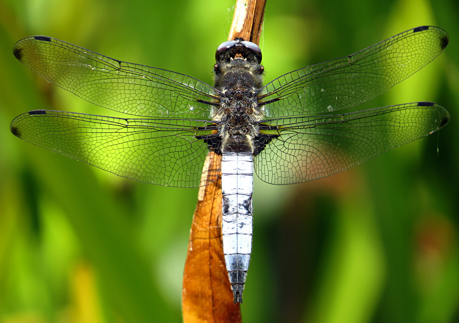 --- Spitzenfleck (Libellula fulva) ---