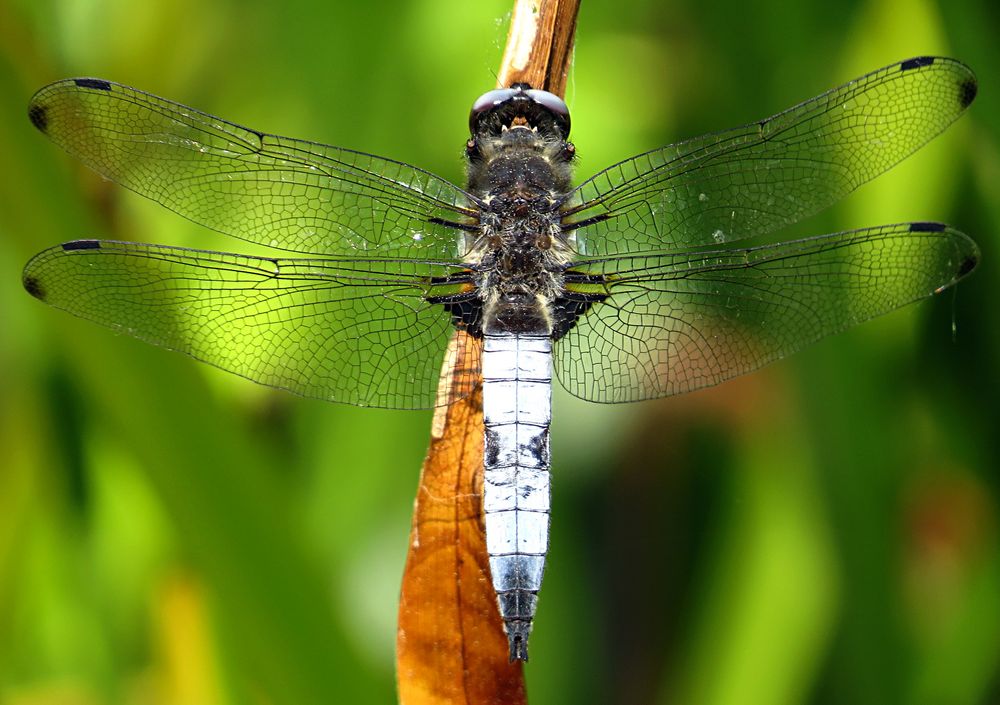 --- Spitzenfleck (Libellula fulva) ---