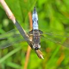 Spitzenfleck (Libellula fulva)