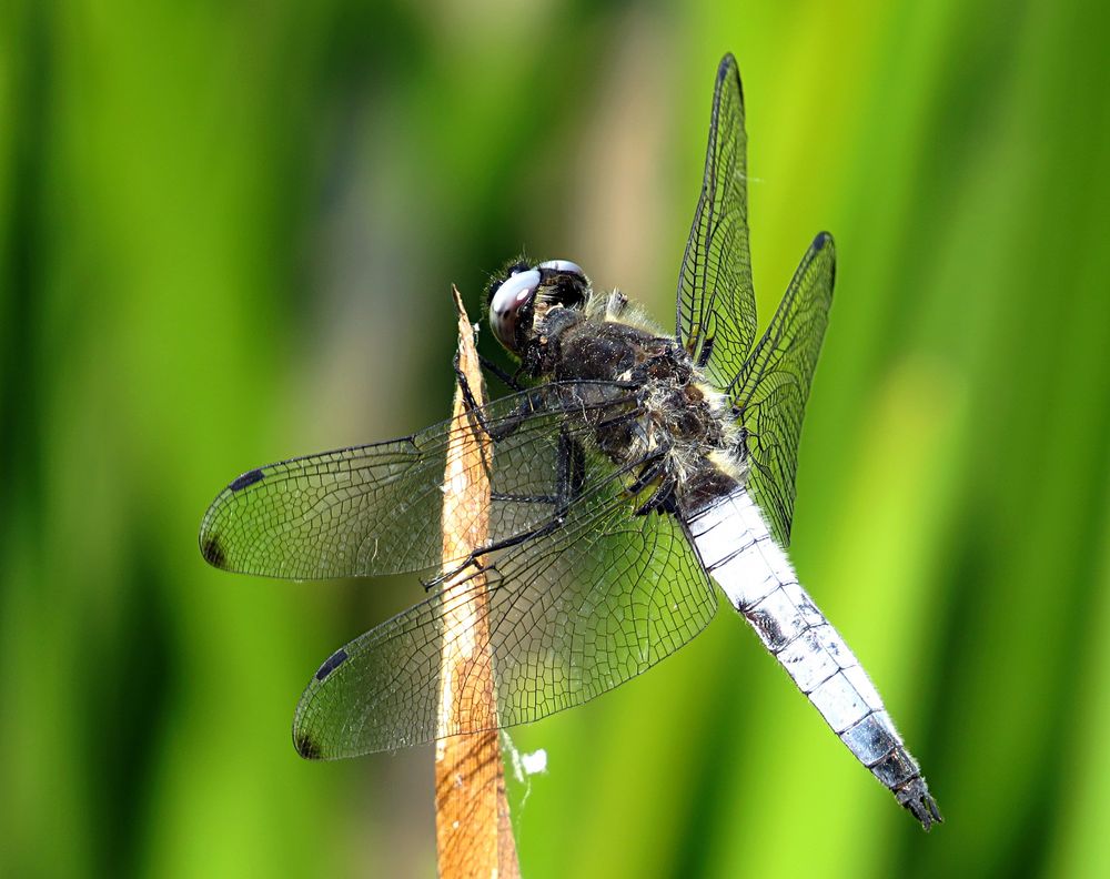 --- Spitzenfleck (Libellula fulva) ---