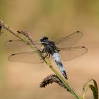 Spitzenfleck (Libellula fulva)