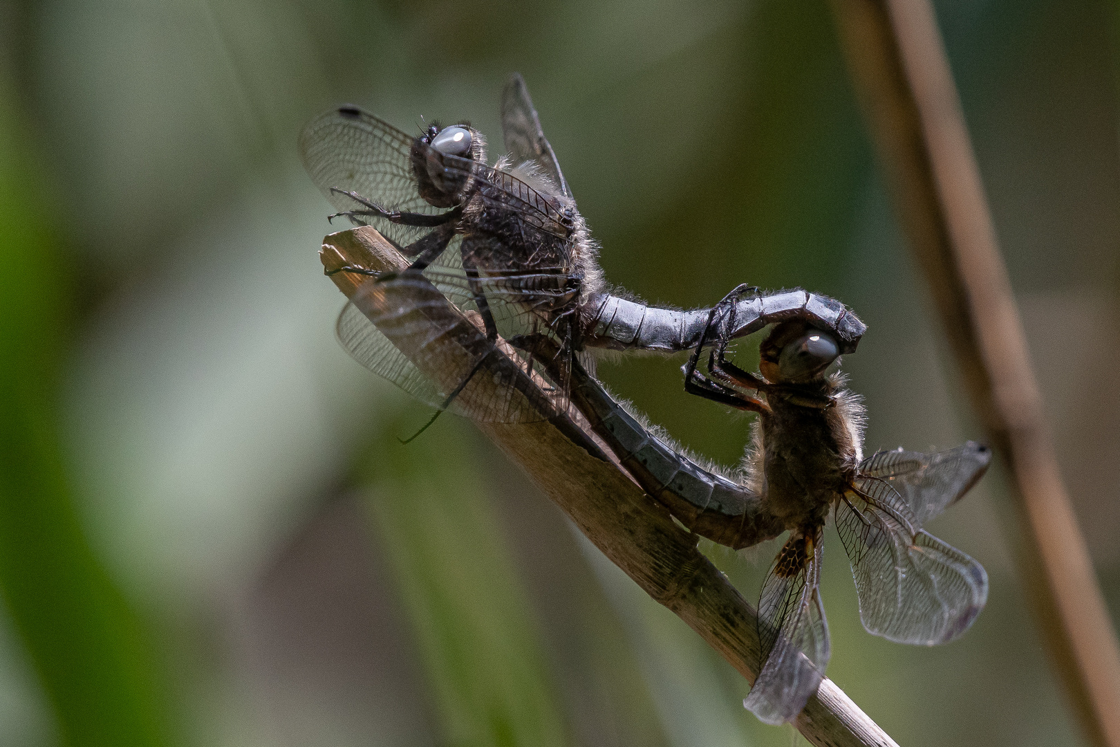 Spitzenfleck (Libellula fulva)