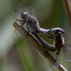 Spitzenfleck (Libellula fulva)