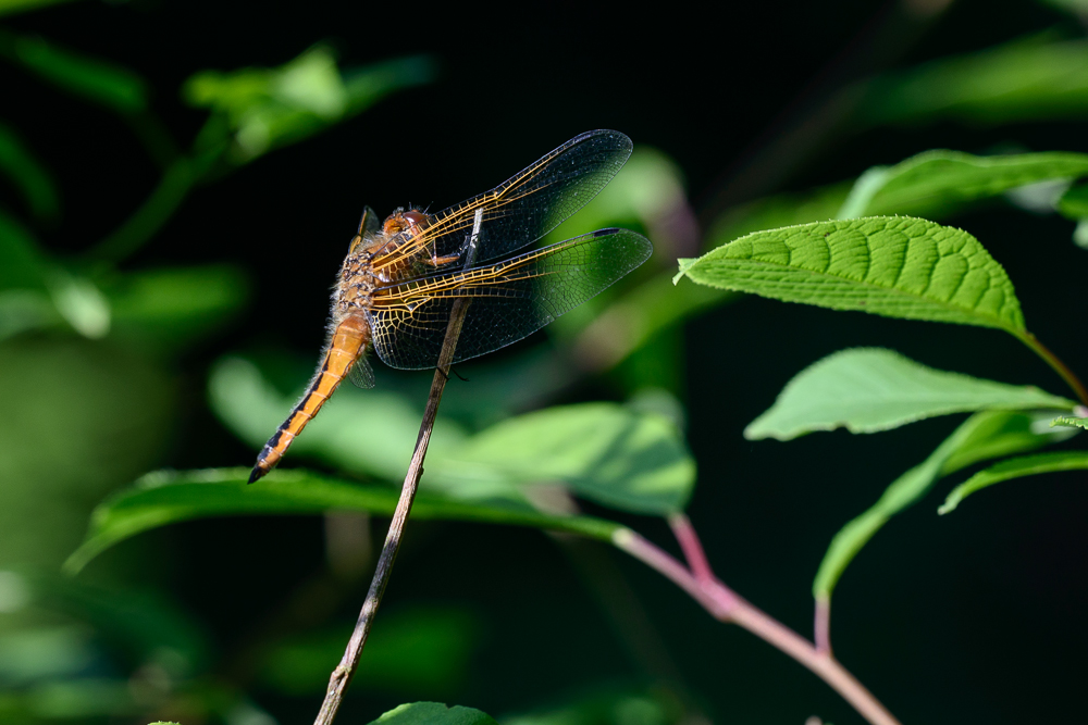 Spitzenfleck – Libellula fulva