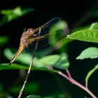 Spitzenfleck – Libellula fulva