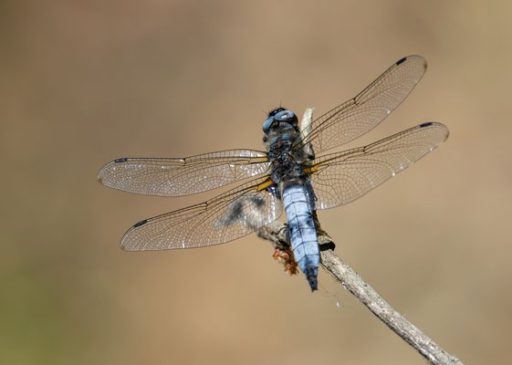 Spitzenfleck (Libellula fulva)