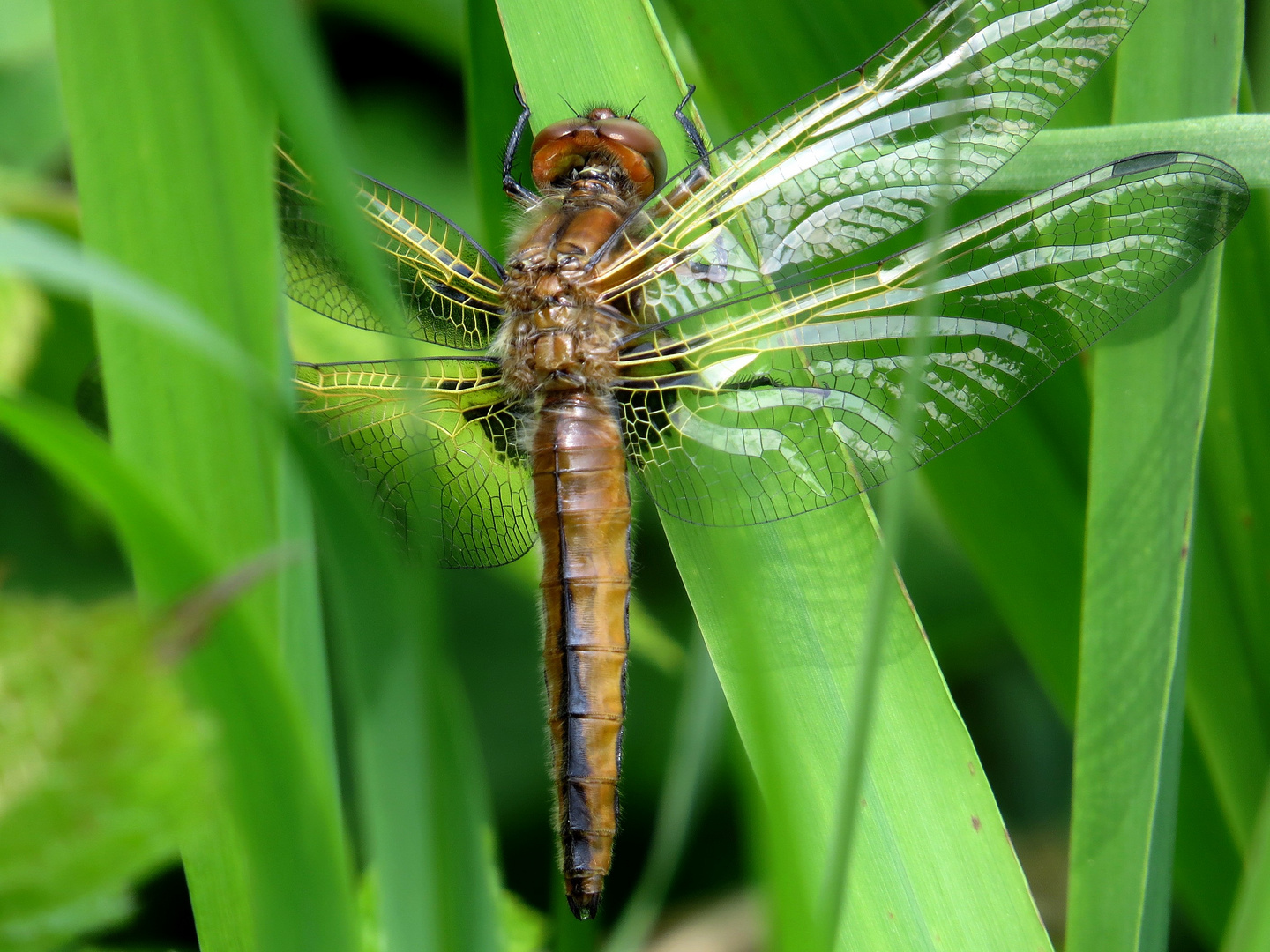 Spitzenfleck (Libellula fulva), frisch geschlüptes Weibchen (?)