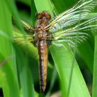 Spitzenfleck (Libellula fulva), frisch geschlüptes Weibchen (?)