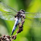 Spitzenfleck (Libellula fulva), Männchen