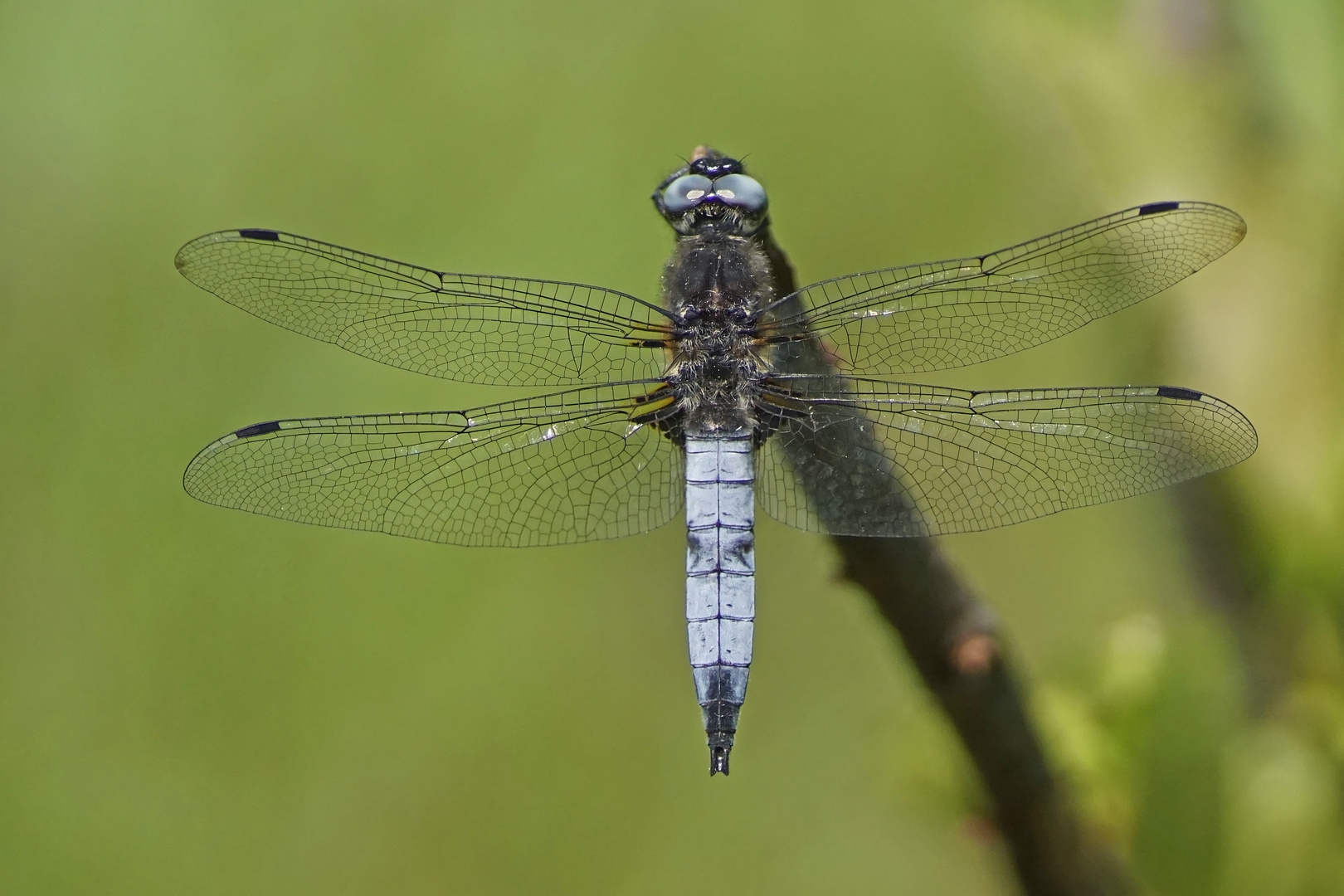 Spitzenfleck (Libellula fulva), Männchen