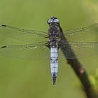 Spitzenfleck (Libellula fulva), Männchen