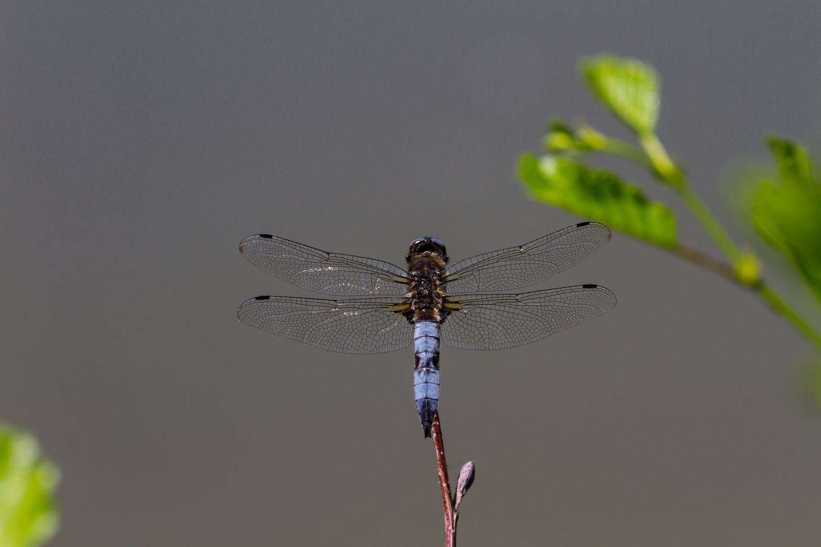 Spitzenfleck (Libellula fulva) Männchen