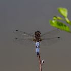 Spitzenfleck (Libellula fulva) Männchen