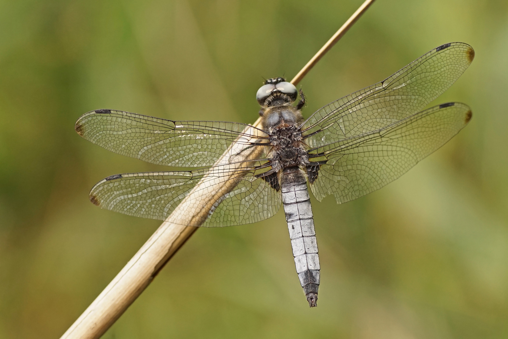 Spitzenfleck (Libellula fulva), Männchen